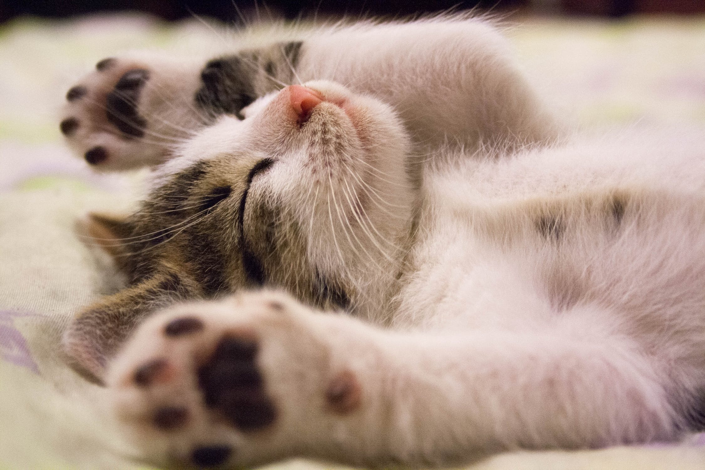 Prendre soin des chatons : les fondements de la prévention et de la santé