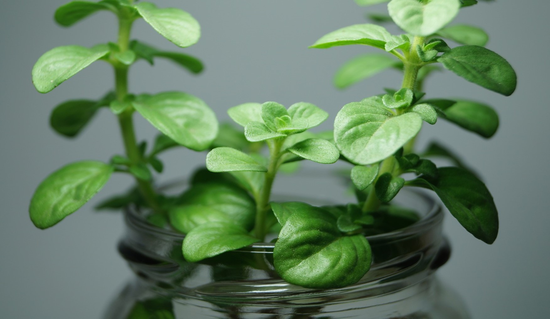 Les plantes aromatiques alliées d’un jardin parfumé