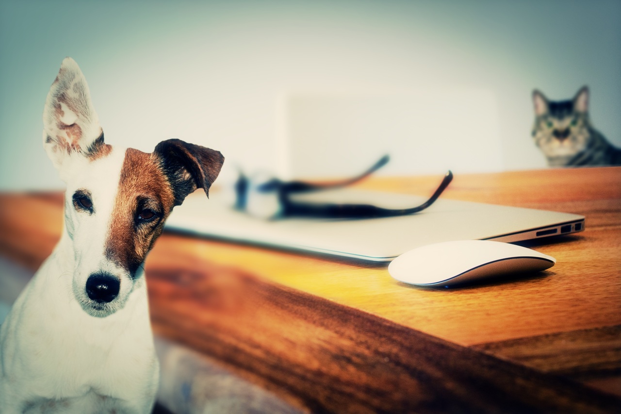 Comment apprendre à mon chien ce qu’il peut ou ne peut pas manger ?