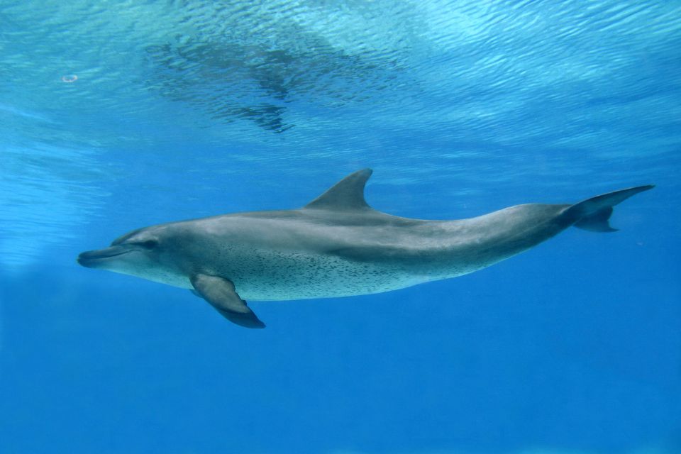 Observez les dauphins et baleines à Madère lors de votre voyage !