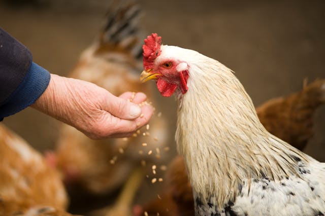 Guide pratique : quelle mangeoire choisir pour vos poules, cochons et bovins ?