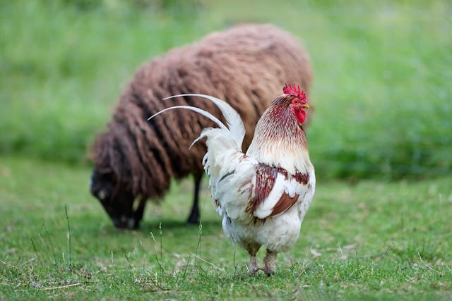 Méthodes simples pour planifier l’alimentation des animaux sur le long terme