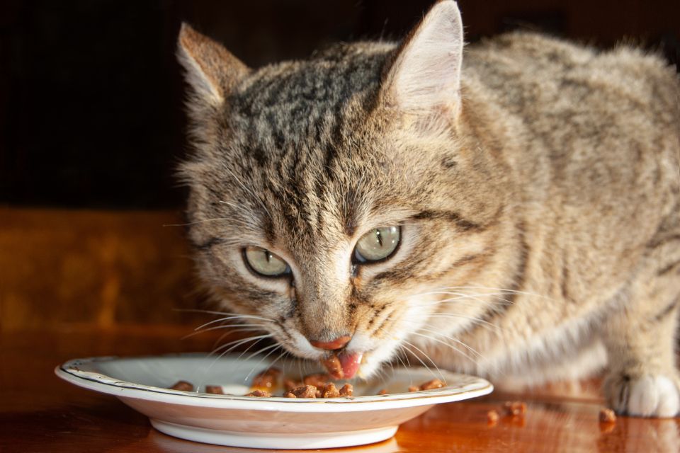 Comment choisir une pâtée de qualité pour chat sans se tromper ?